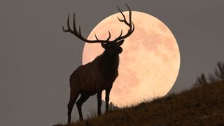 A composite image of a buck elk is silhouetted against a full moon rise in Yellowstone National Park. 