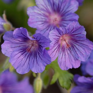 easy flowers to grow: Geranium Sabani Blue
