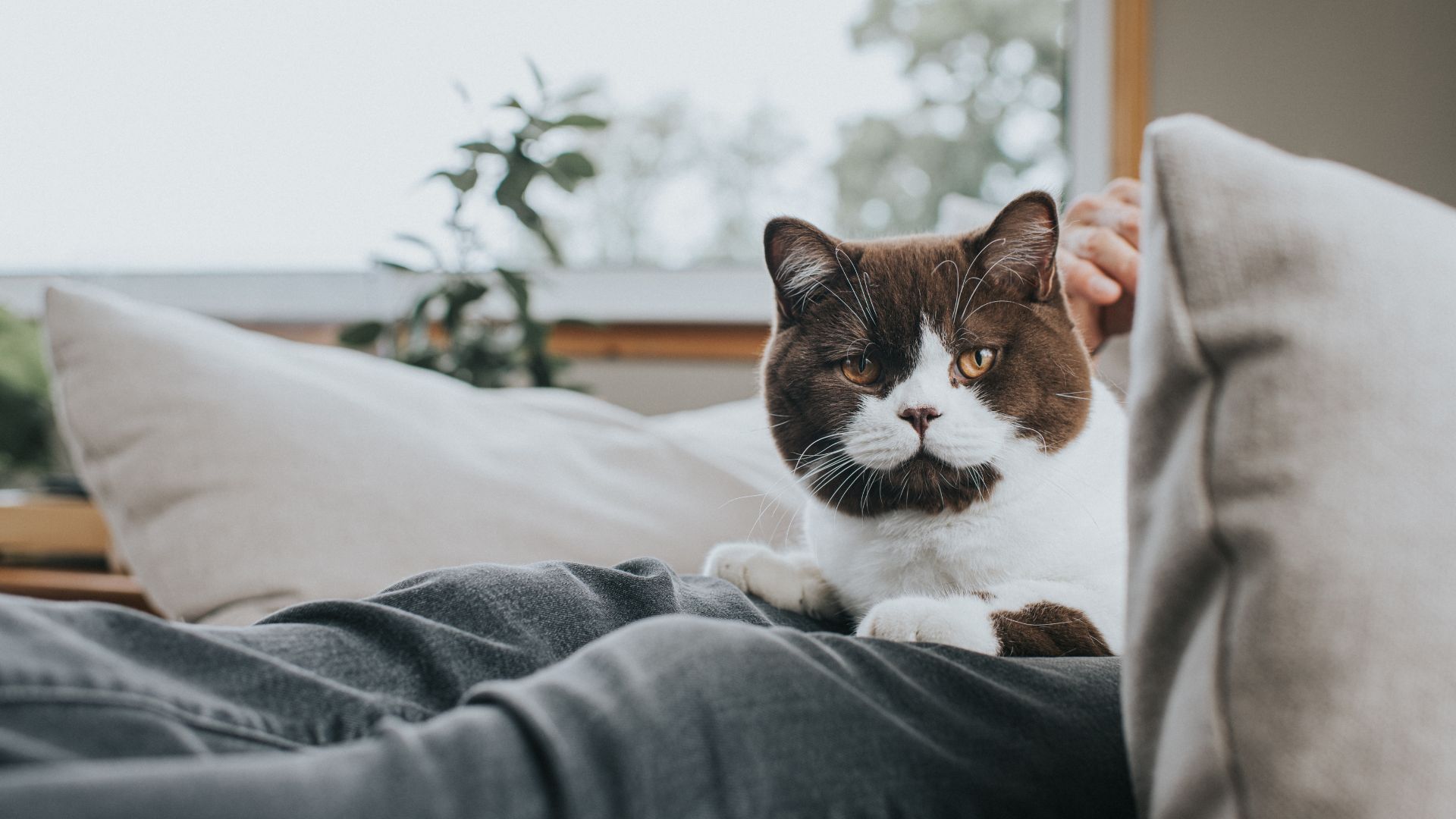 British Shorthair cat