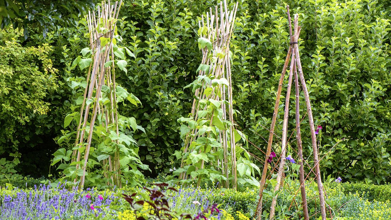 runner beans growing in the ground and using wigwams