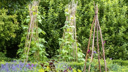 runner beans growing in the ground and using wigwams