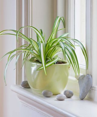 spider plant on windowsill