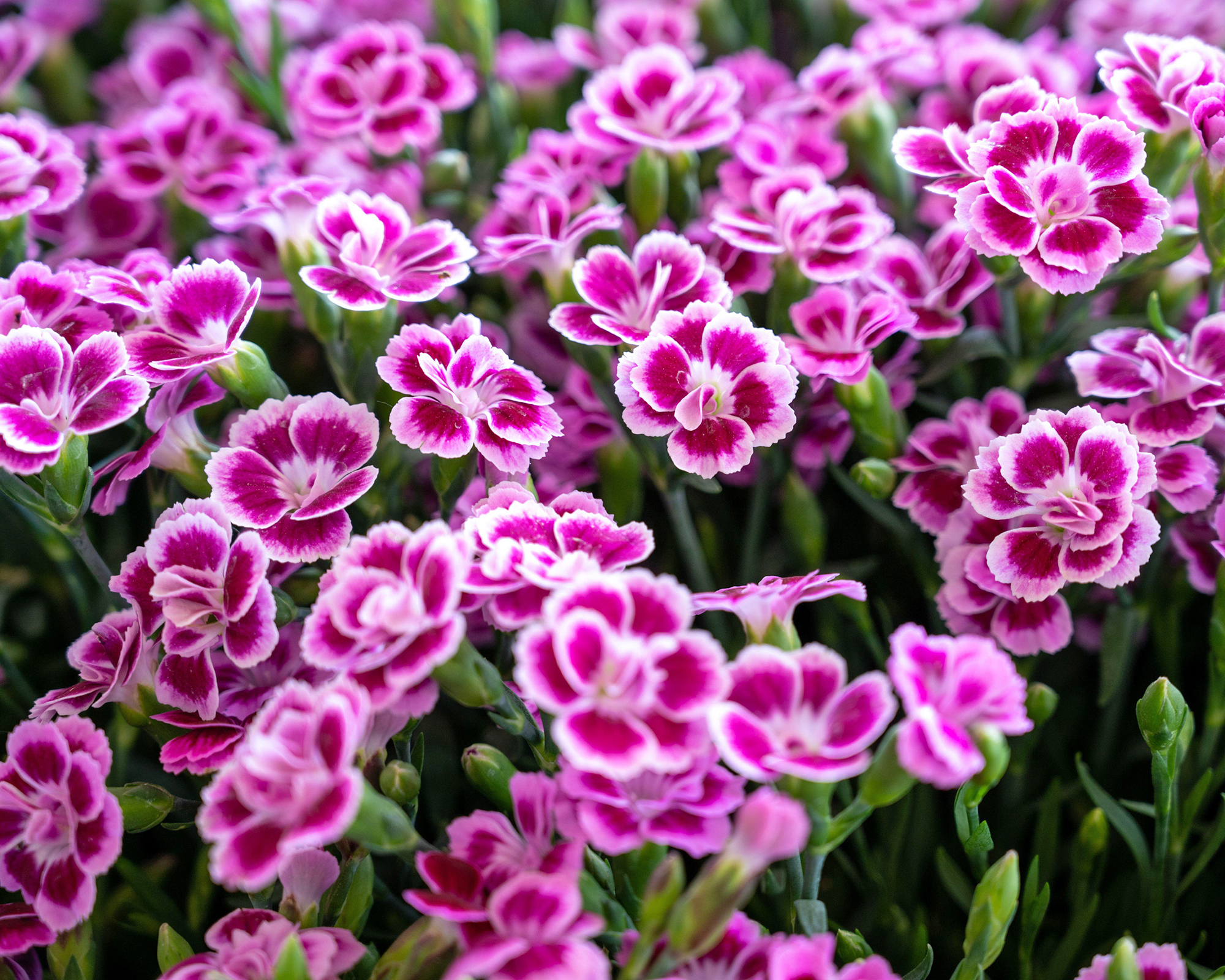 Dianthus flowers or pinks