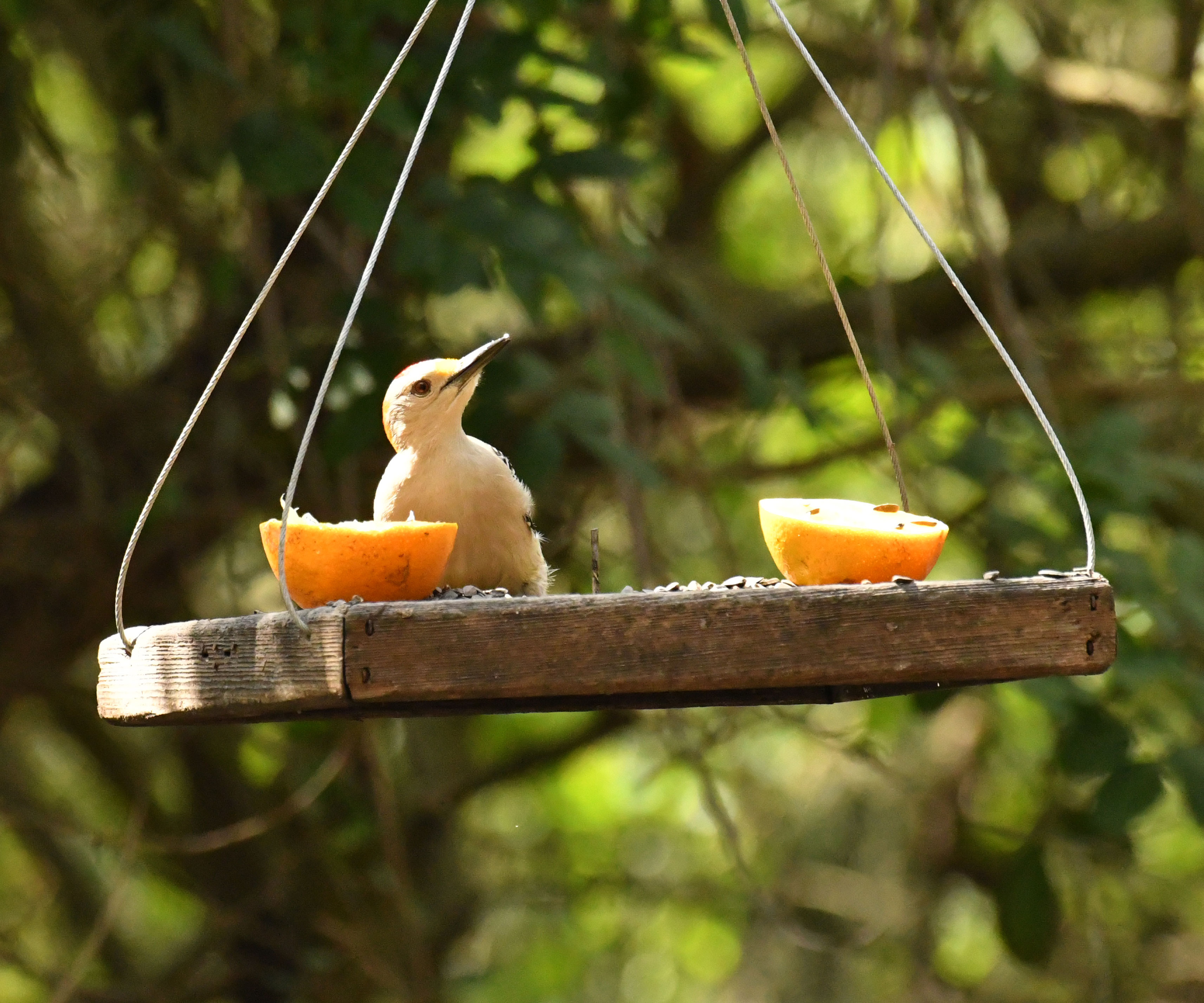 bird feeding on orange slices on charcuterie hanging tray feeder