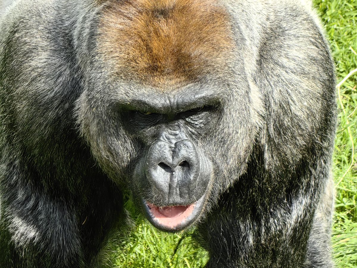 A photo taken on the Huawei P60 Pro's periscope camera