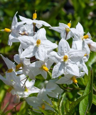 flowering potato vine plant