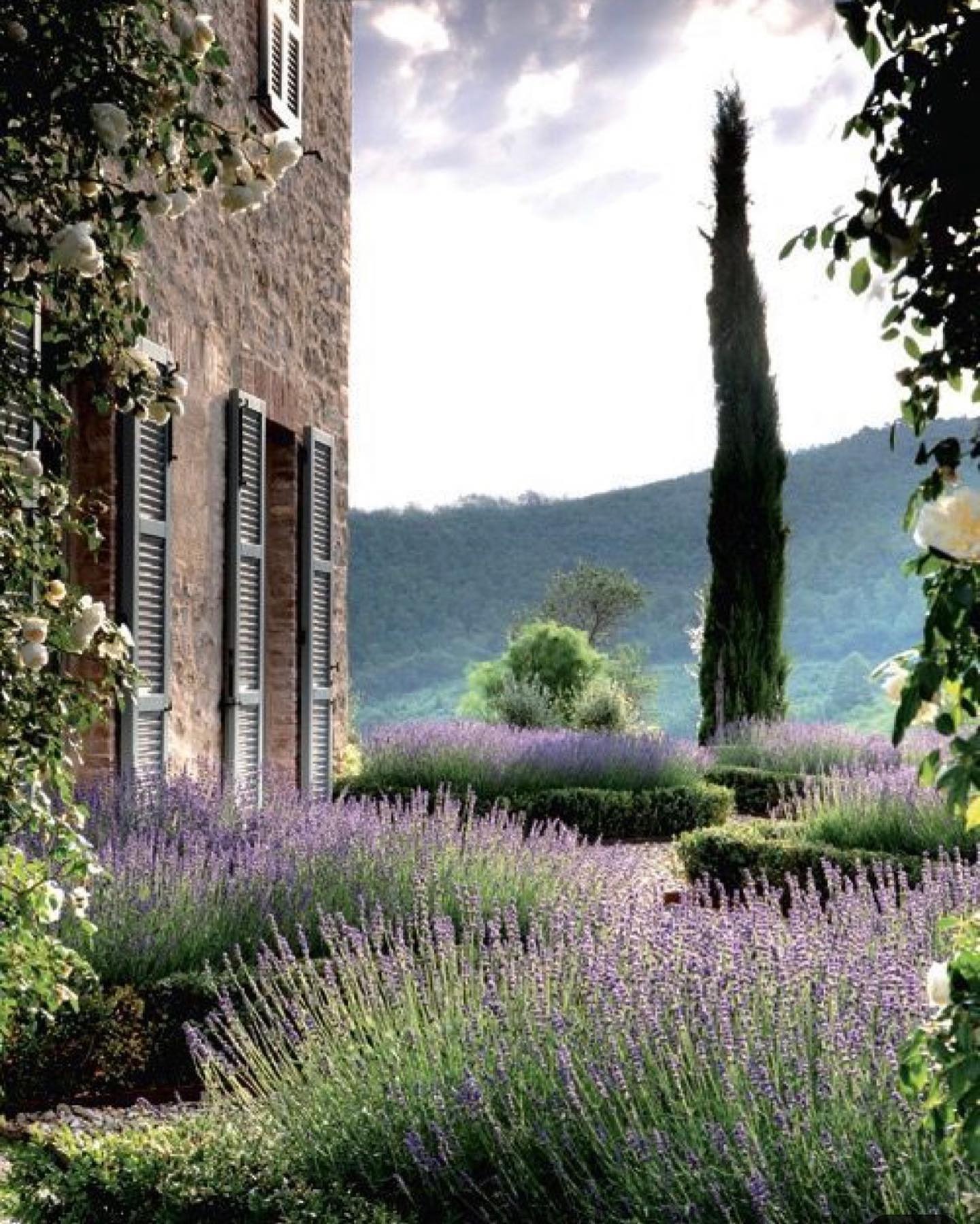 A picture of lavender flowers in a garden