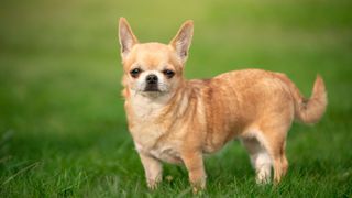 A Chihuahua is one of the easiest dog breeds