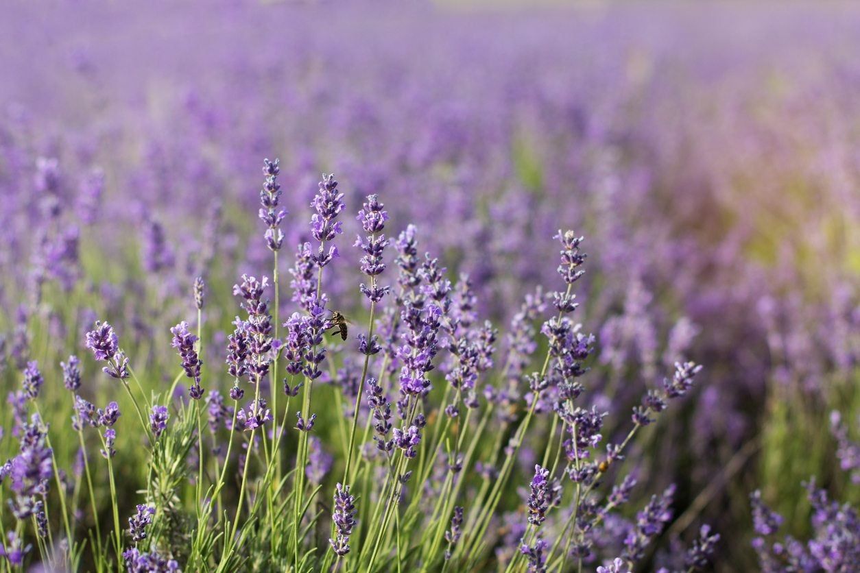 zone 8 lavender