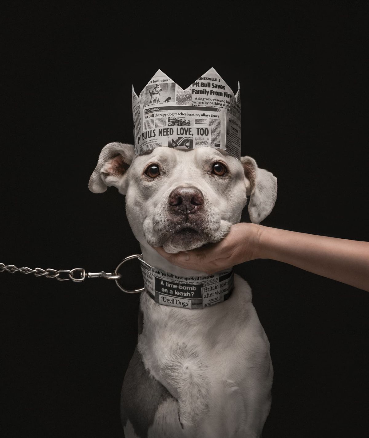 Pitbull wearing crown made of newpaper.