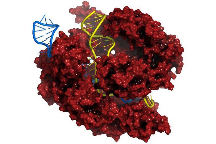 Red Cas9 nuclease protein, CRISPR