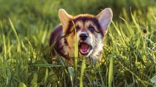 barking corgi puppy in long grass