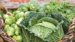 how to grow winter brassicas: A winter brassica harvest including Brussels sprouts and Savoy cabbage