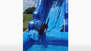 dog on waterslide