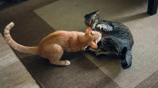 Are my cats playing or fighting