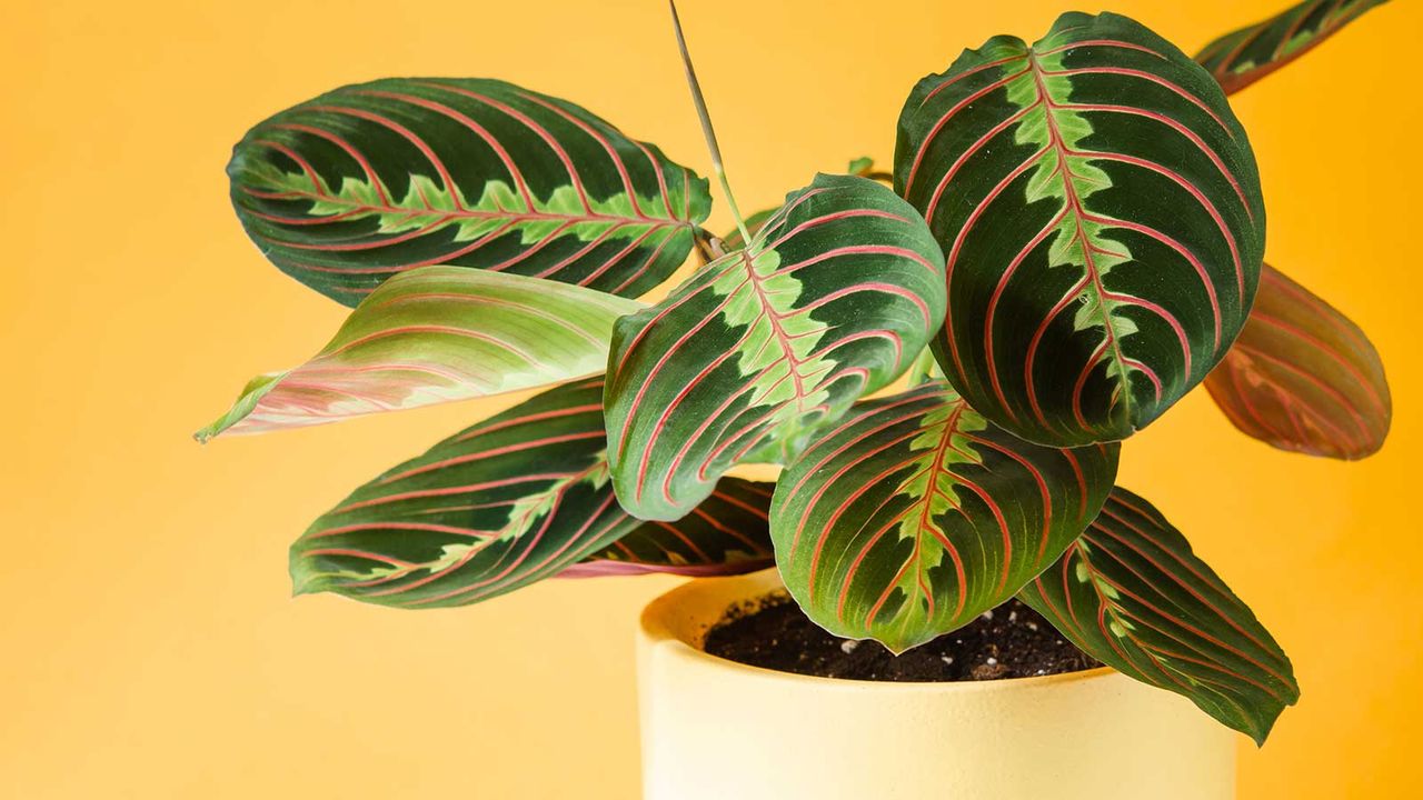 prayer plant and orange backdrop