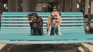 Inside the Mind of a Dog pooches on a bench