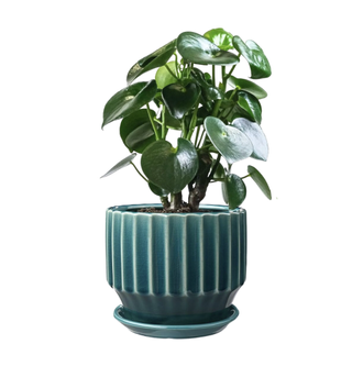 blue ridged planter