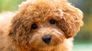Toy poodle close up of face