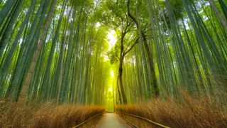 Arashiyama Bamboo Grove, Japan