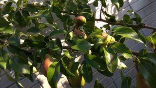 Red-green pears hanging under glossy, green leaves on a pear tree