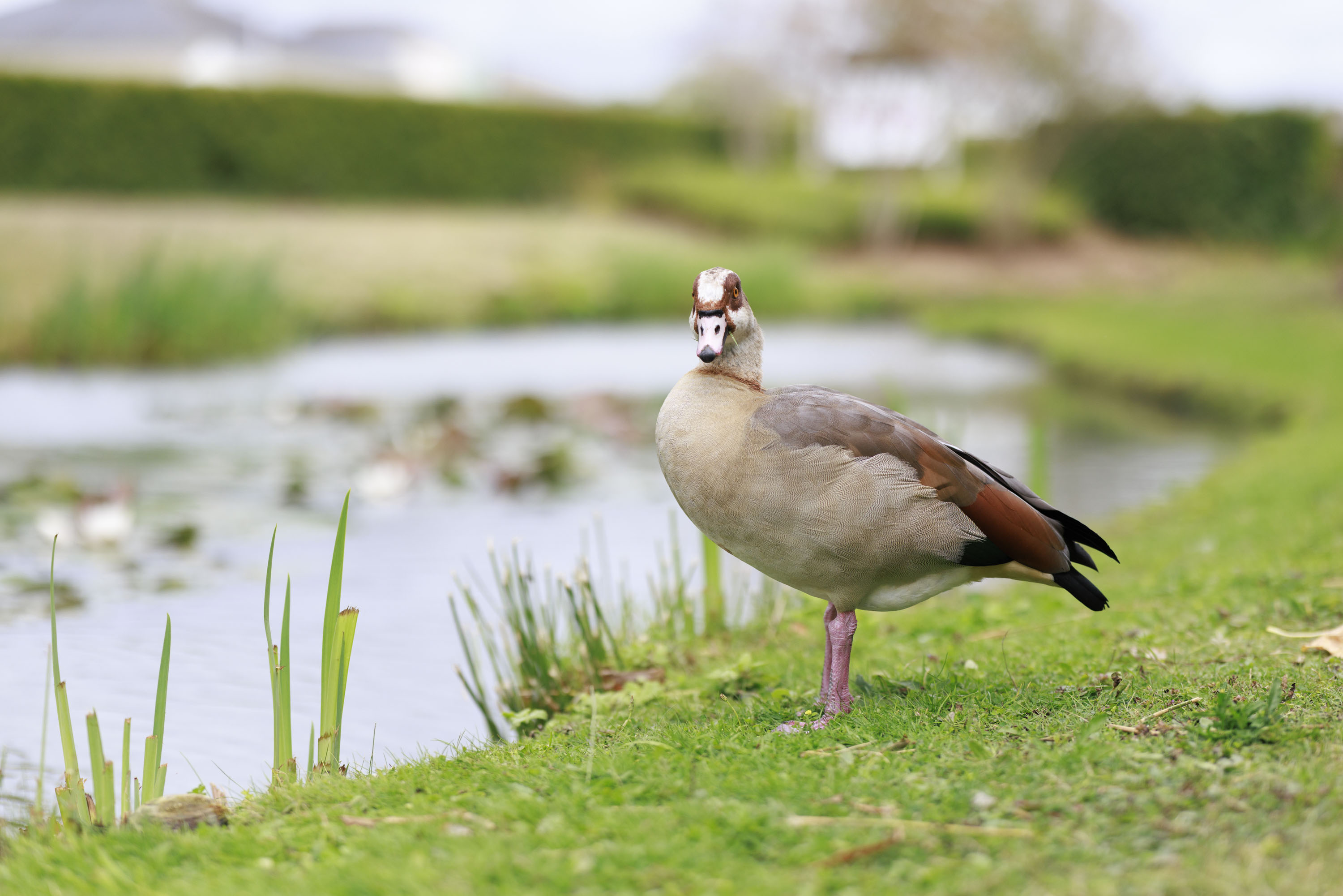 Goose alongside a river on a cloudy day, taken with the Canon RF 85mm F1.4L VCM lens