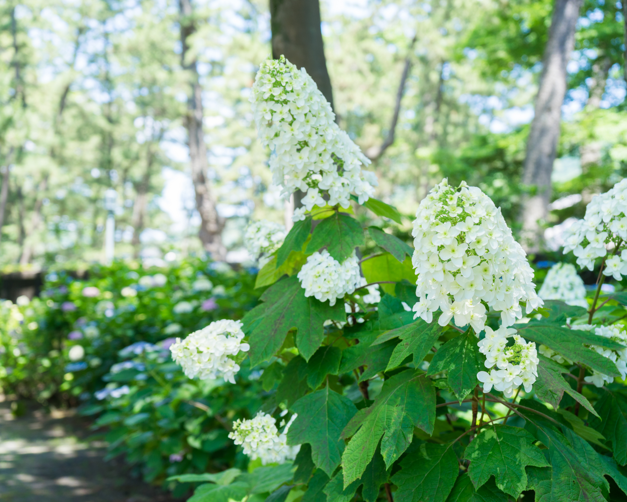 Oakleaf hydrangea
