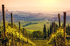 Vineyard scene in Chianti