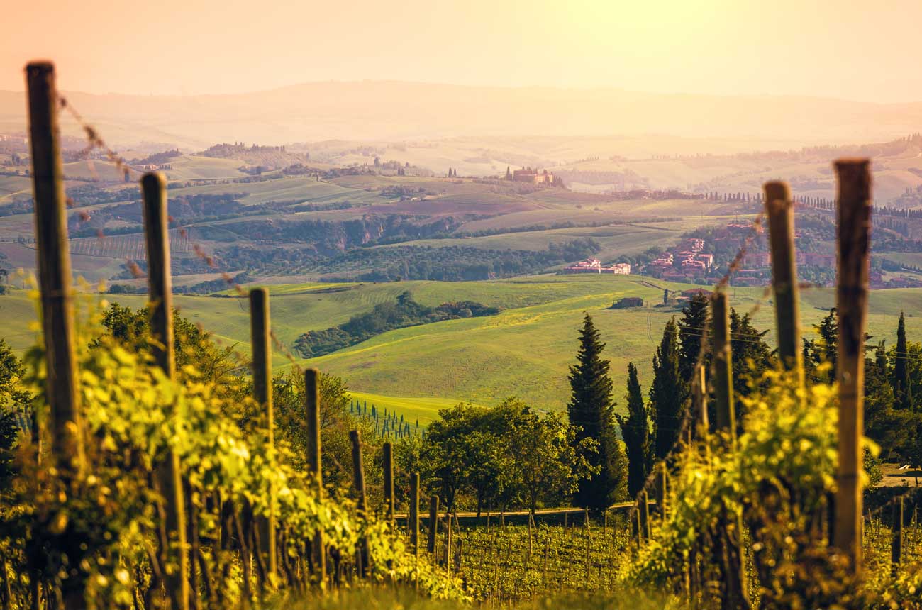 Vineyard scene in Chianti