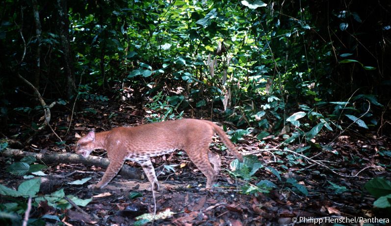 african golden cat