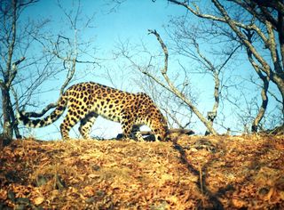 An Amur leopard in Russia