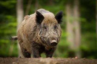 Denmark Is Building A 12 Million Border Wall For Pigs - 