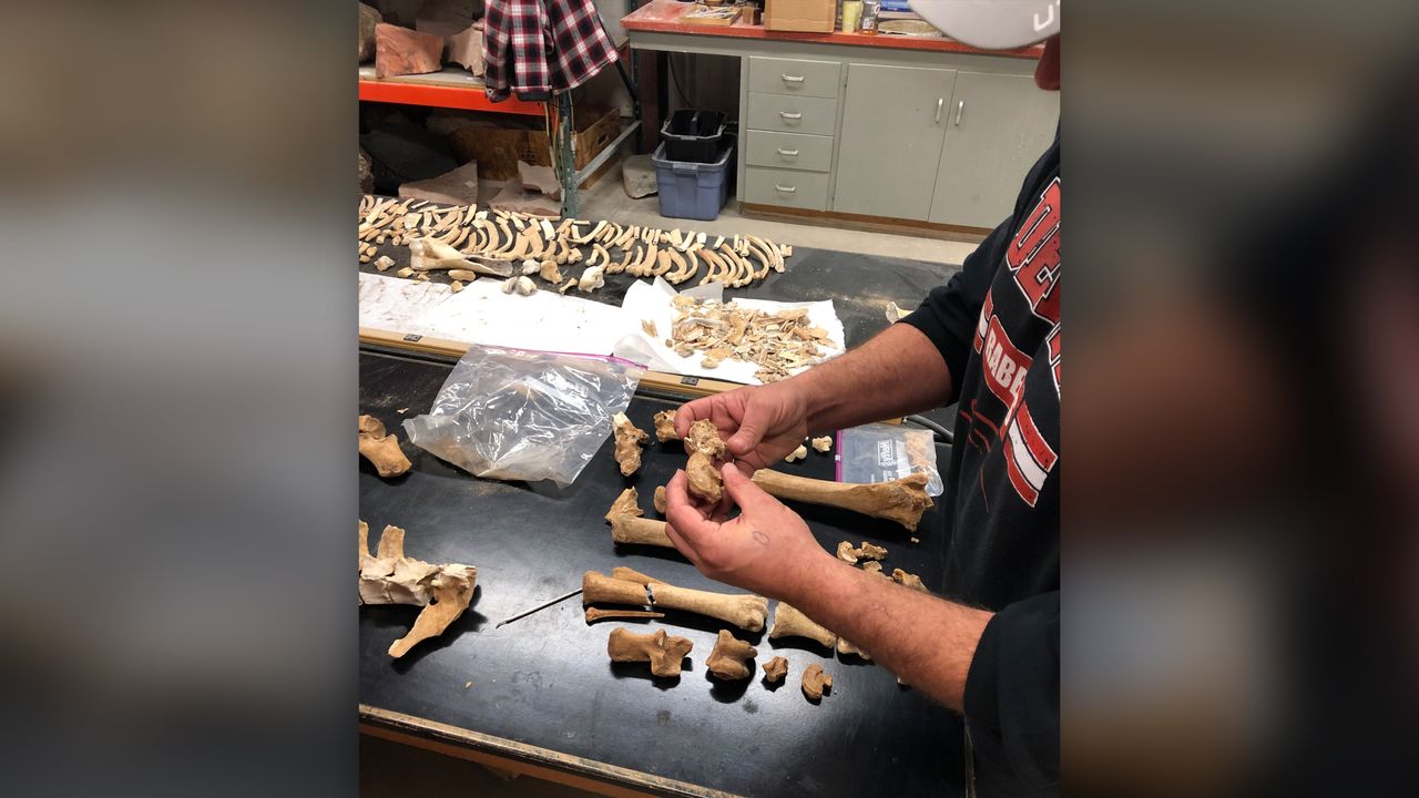 Researchers examine the horse's remains in the lab.