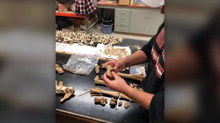 Οι ερευνητές εξετάζουν τα υπολείμματα αλόγων στο εργαστήριο.