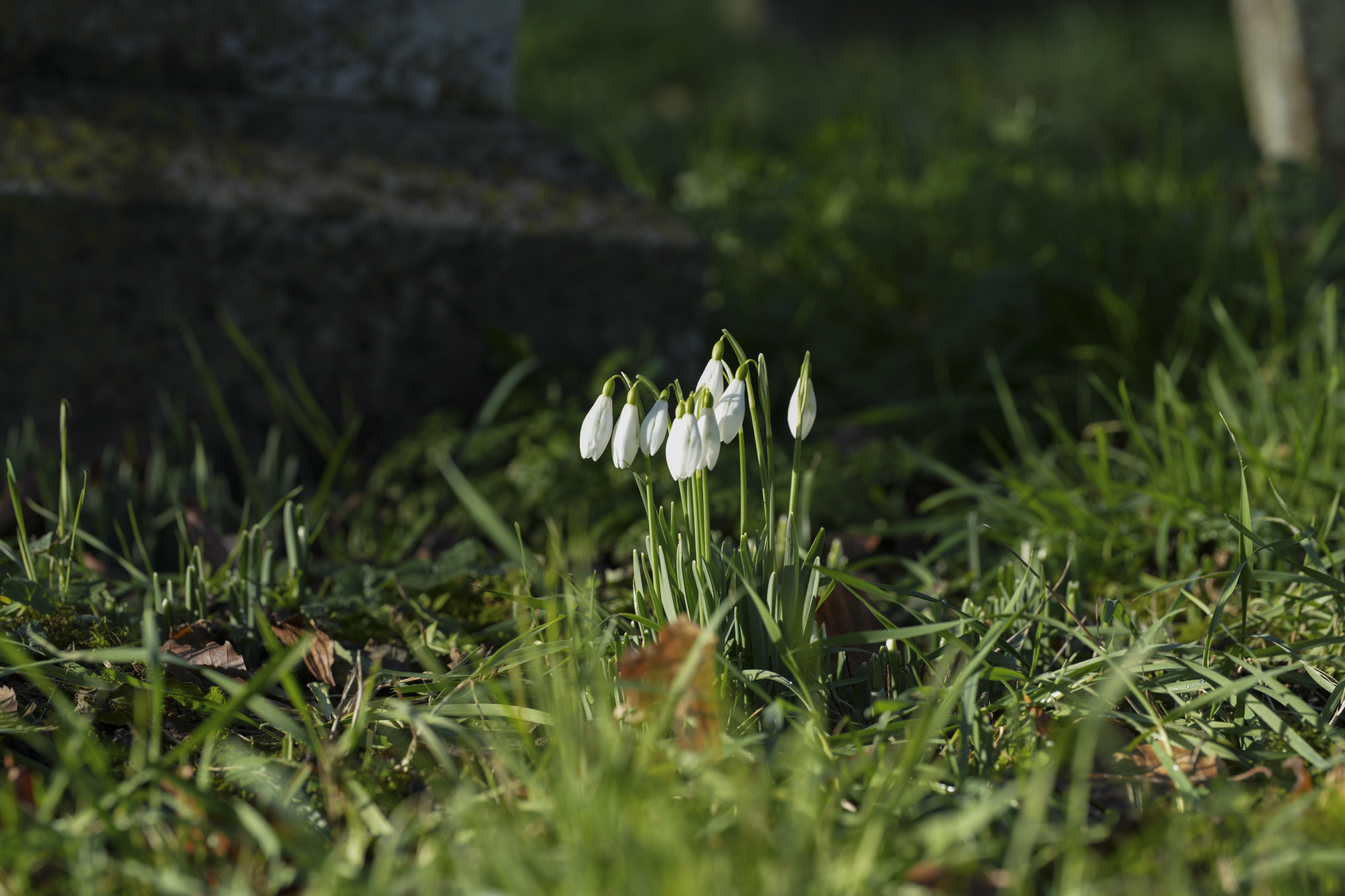 A comparison shot taken with the Sony FE 100mm f/2.8 Macro GM OSS lens showing with and without the Sony 2x teleconverter 