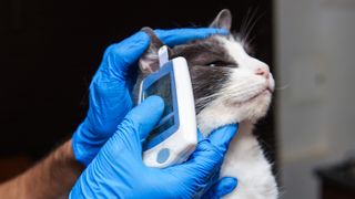 A vet checking the glucometry result of a cat