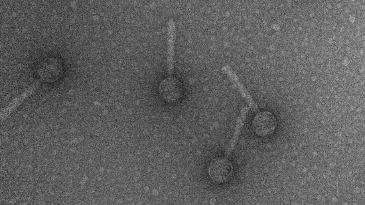 Bacteriophage