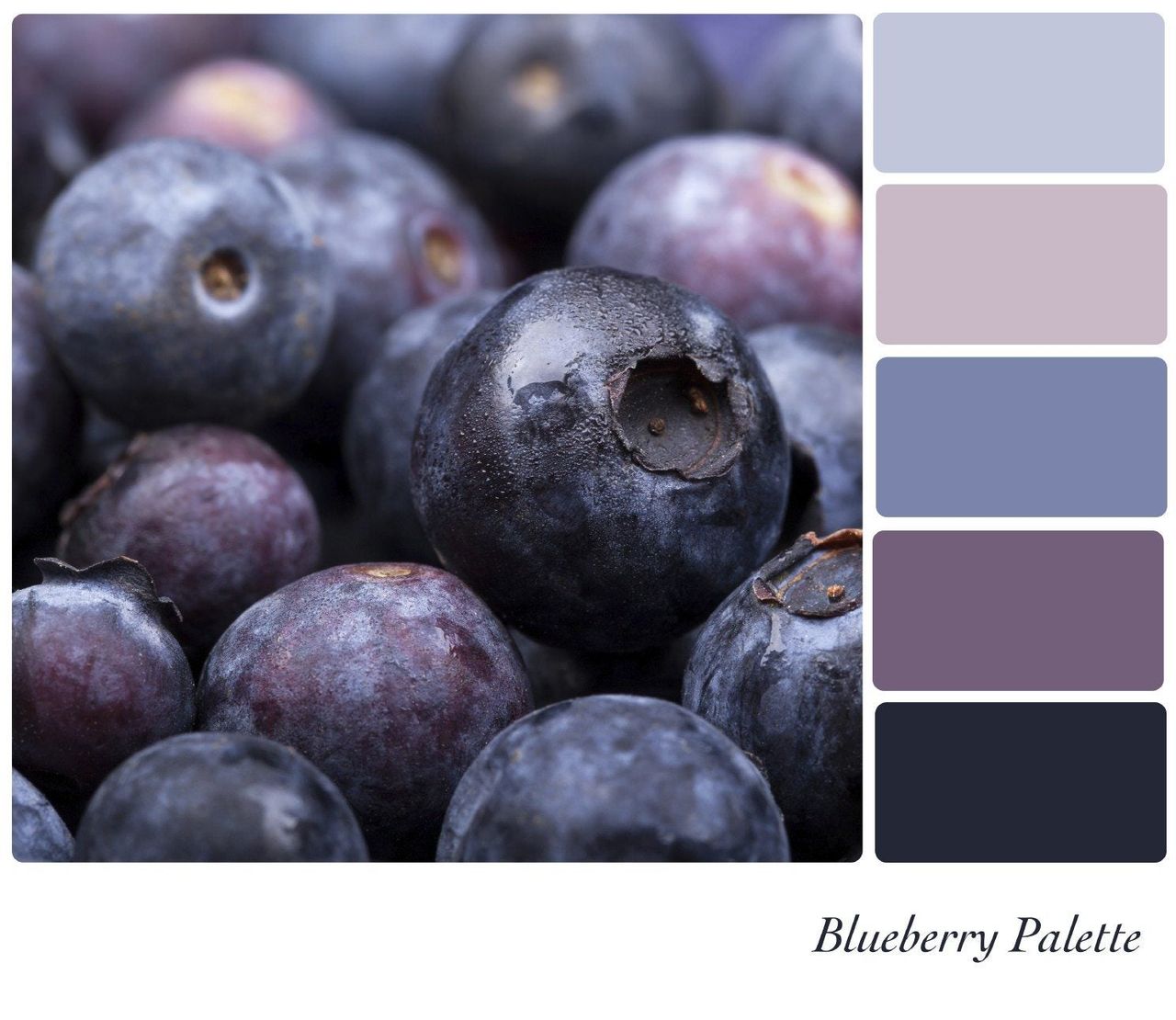 Blueberries Next To Blueberry Colored Palette