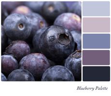 Blueberries Next To Blueberry Colored Palette