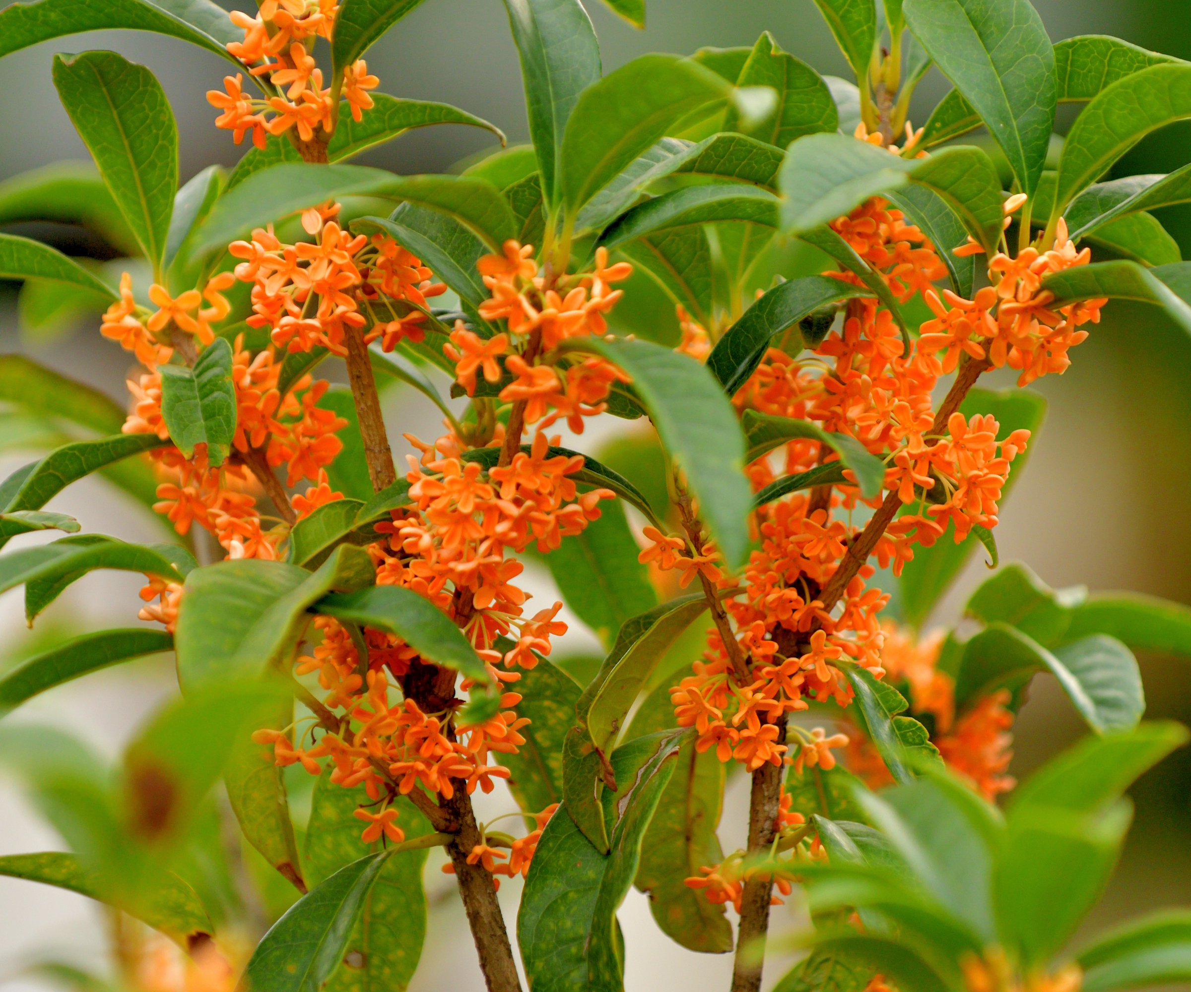 The orange flowers of Osmanthus fragrans, commonly called fragrant olive