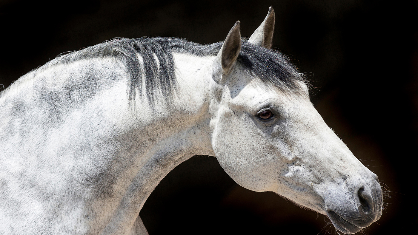 Portrait of Andalusian horse