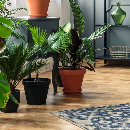 houseplants on wooden floor with rug and chair