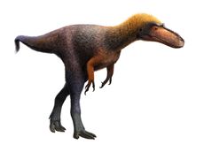 tiny tyrannosaur