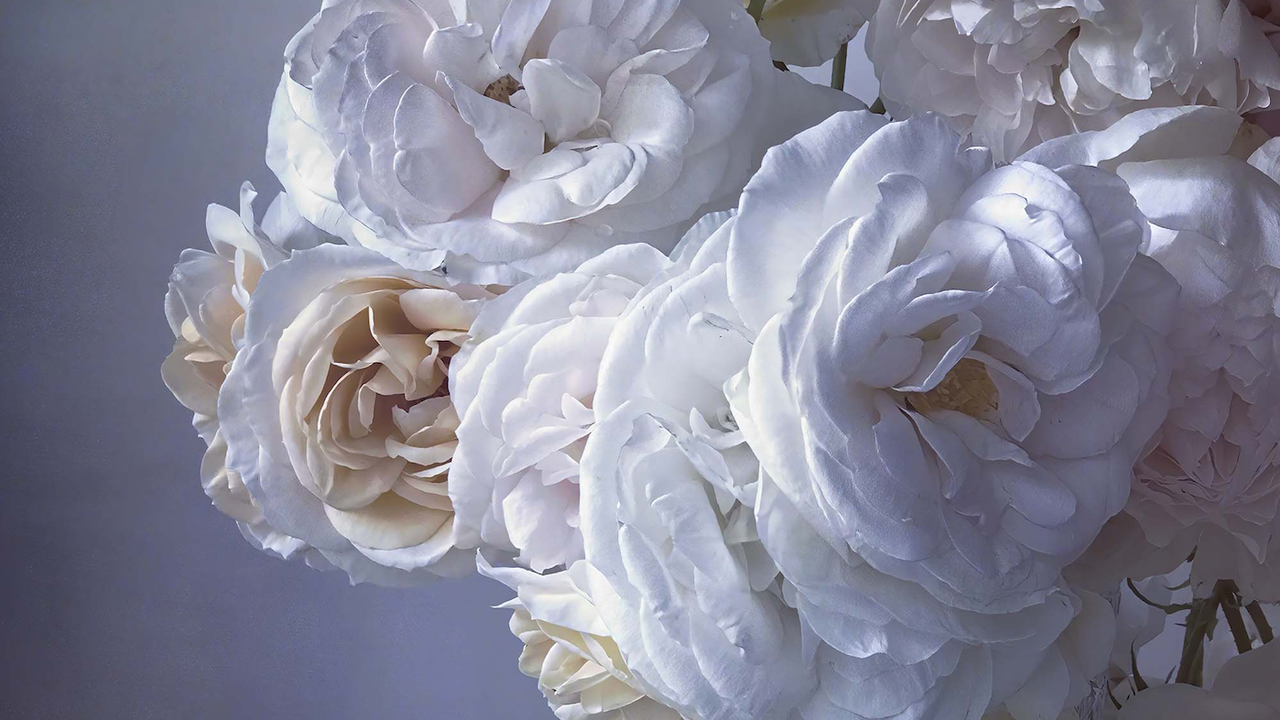 portfolio_theweek_nickknight_teaser_roses.png