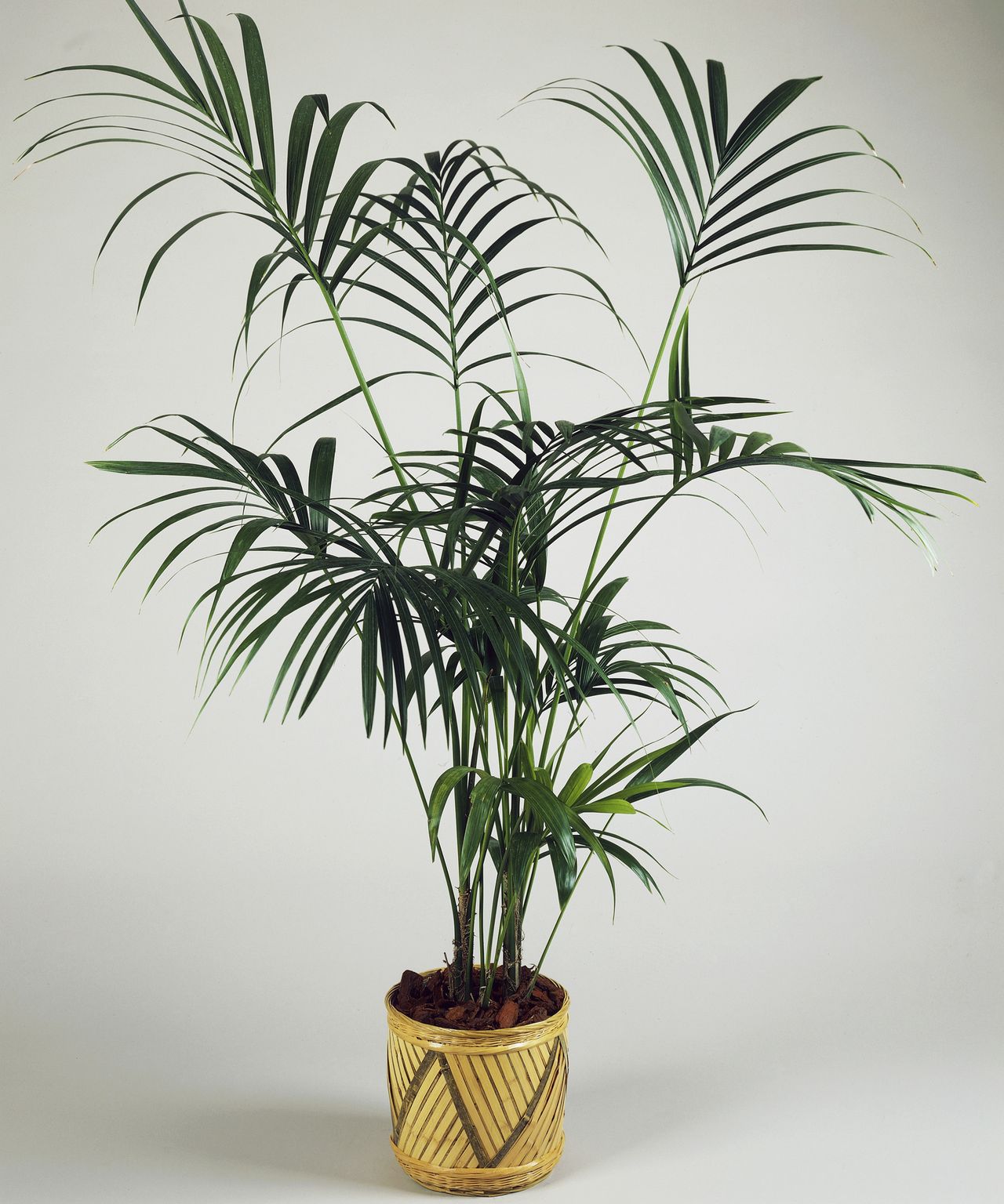 Best low maintenance indoor plants: 11 easy-care plants that anyone can ...