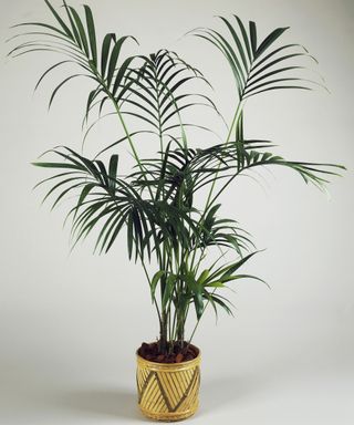 Kentia Palm indoor plant in a pot
