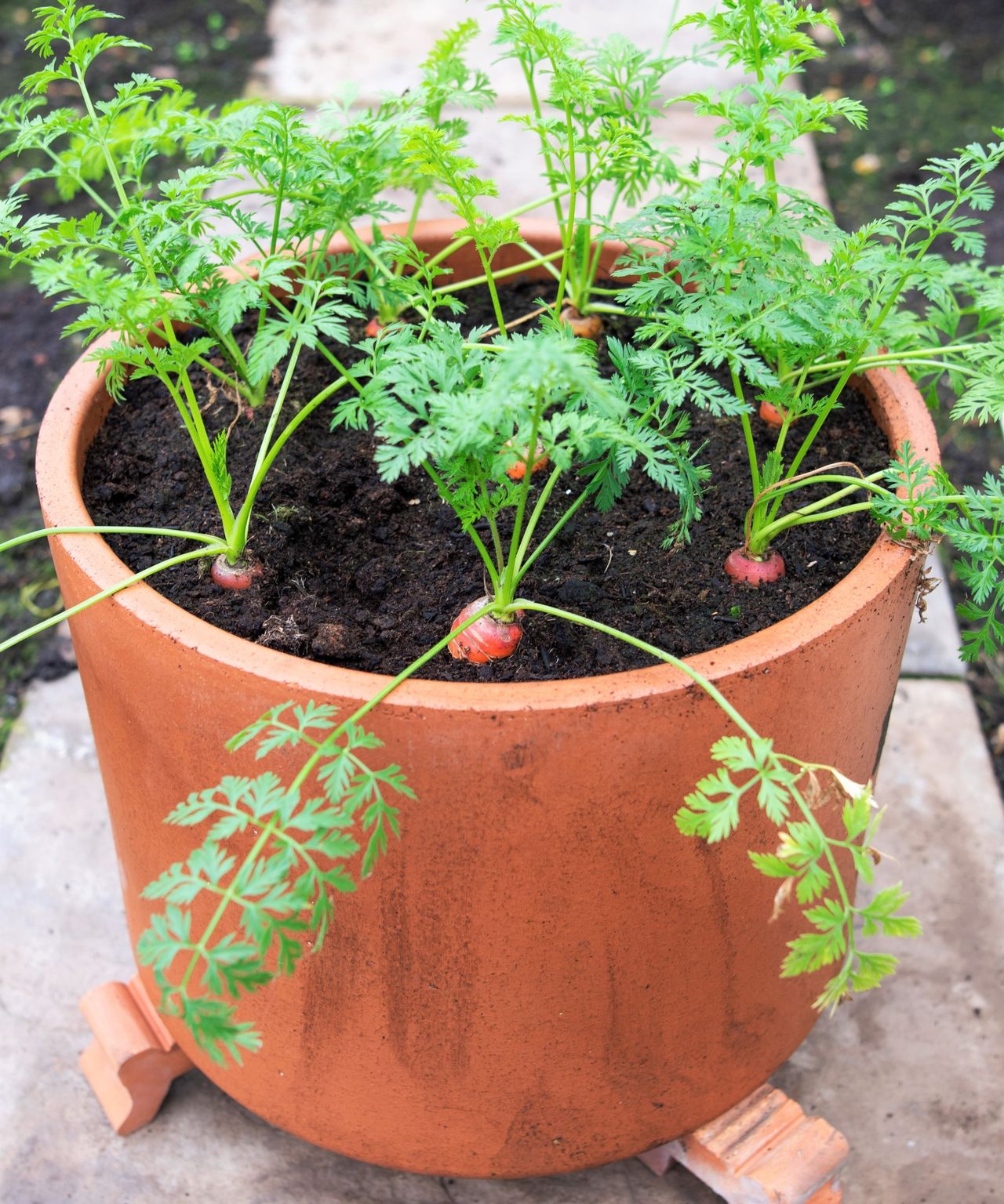 How to grow carrots in containers expert tips for success