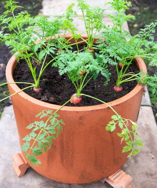 Carrots growing in a container