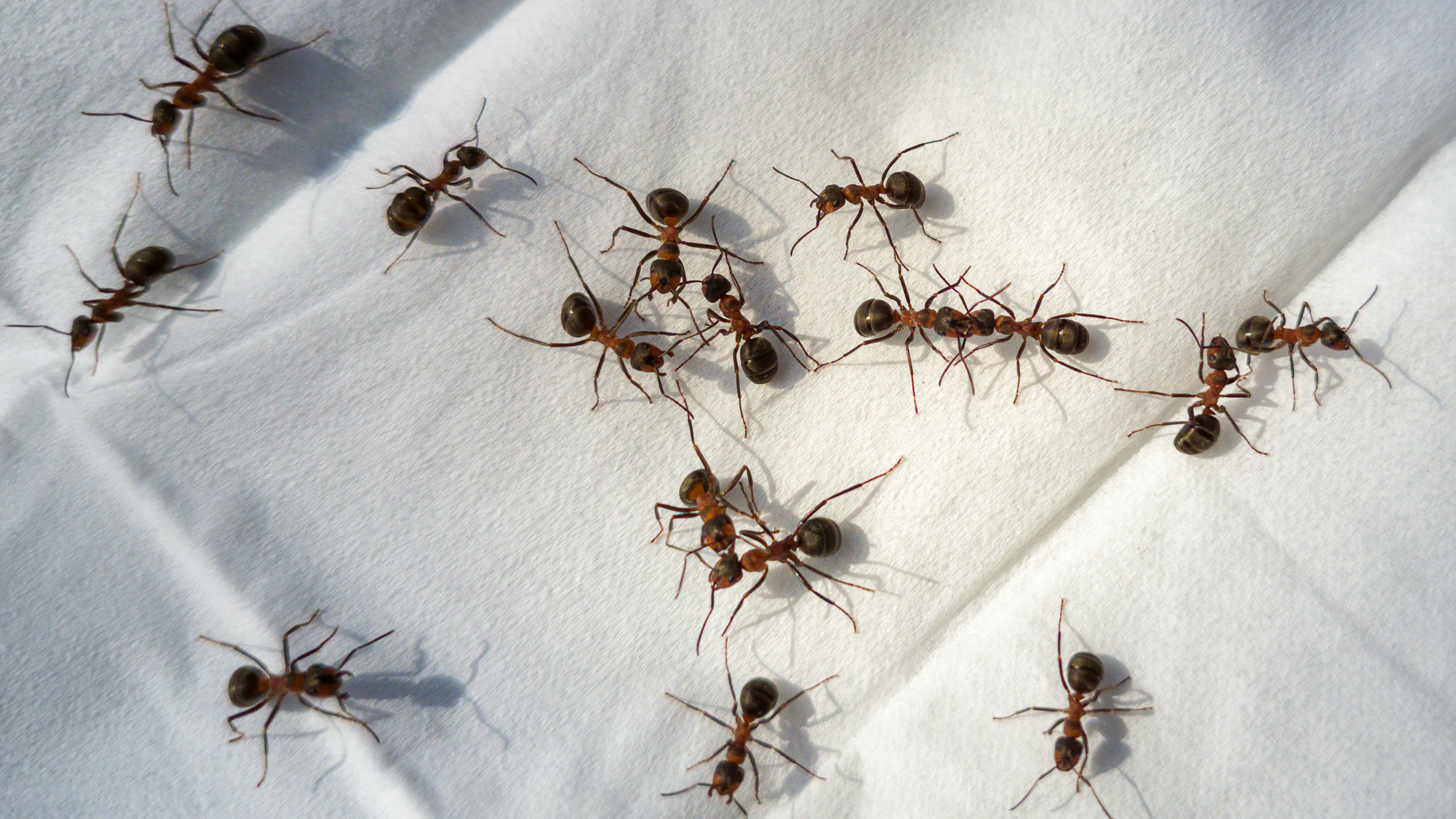 A cluster of ants on a white tablecloth.