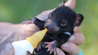 Wildlife nonprofit Aussie Ark breeds endangered Tasmanian devils, raising the animals so that they retain natural behavior and habits and can be reintroduced into the wild.